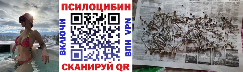 Галлюциногенные грибы Psilocybe  что такое   Тихорецк 